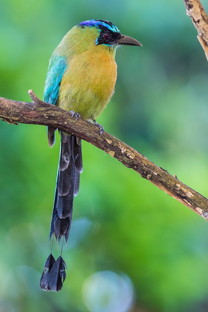 Lesson's Motmot (Momotus lessonii lessonii)