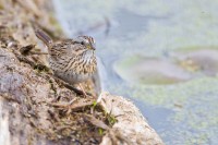 Lincoln's Sparrow (Melospiza lincolnii)