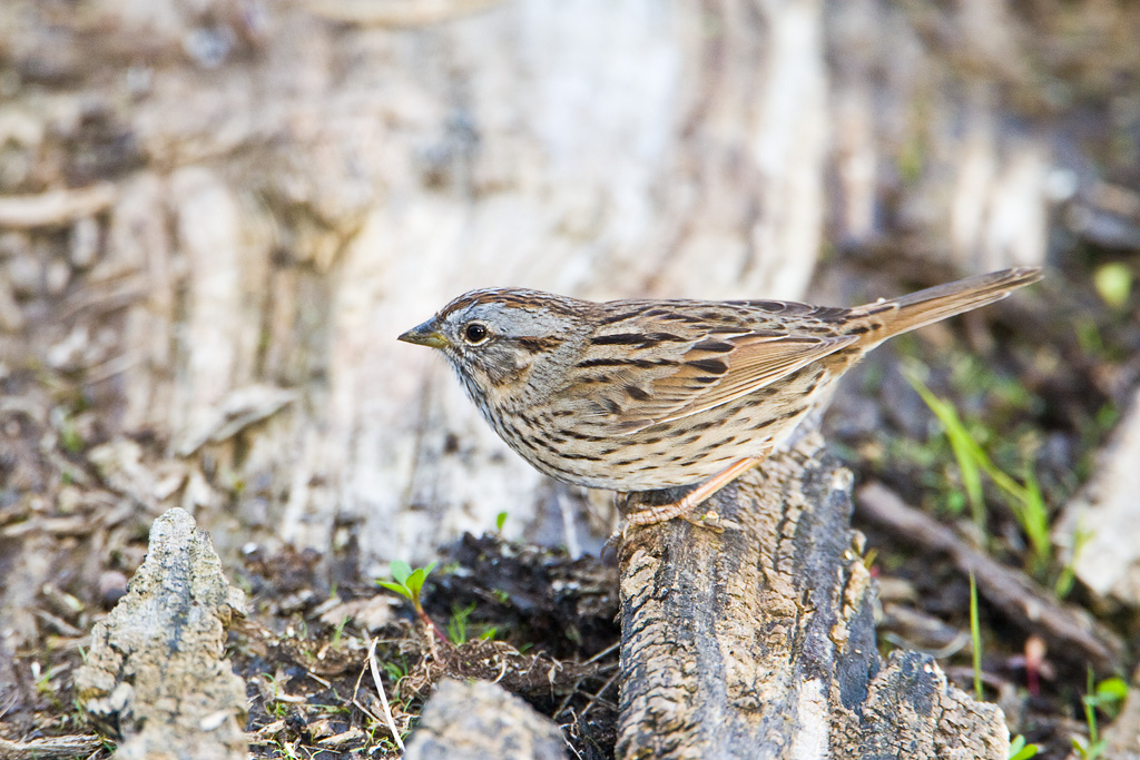 Lincoln's Sparrow (Melospiza lincolnii)