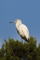 Little Blue Heron (Egretta caerulea)