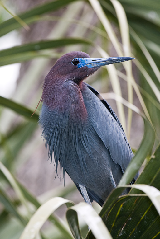 Little Blue Heron (Egretta caerulea)