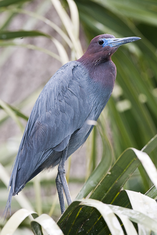 Little Blue Heron (Egretta caerulea)