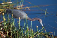 Little Blue Heron (Egretta caerulea)