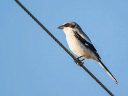 Loggerhead Shrike (Lanius ludovicianus)