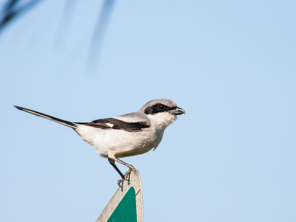 Loggerhead Shrike (Lanius ludovicianus)