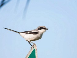 Loggerhead Shrike (Lanius ludovicianus)