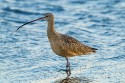 Long-billed Curlew (Numenius americanus)