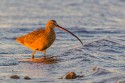 Long-billed Curlew (Numenius americanus)