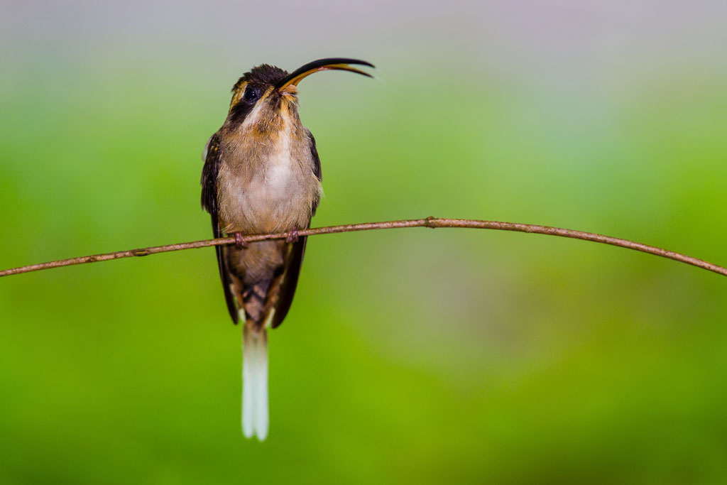 Long-billed Hermit (Phaethornis longirostris)