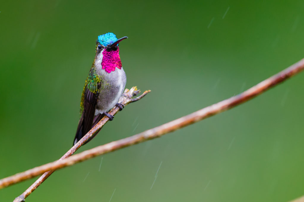 Long-billed Starthroat (Heliomaster longirostris longirostris)