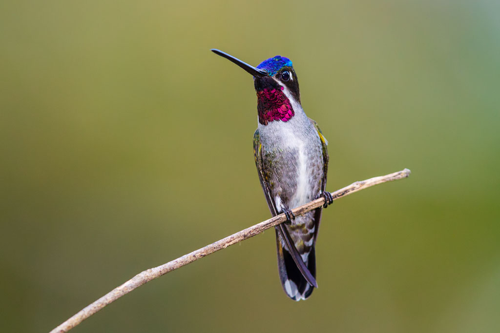 Long-billed Starthroat (Heliomaster longirostris)