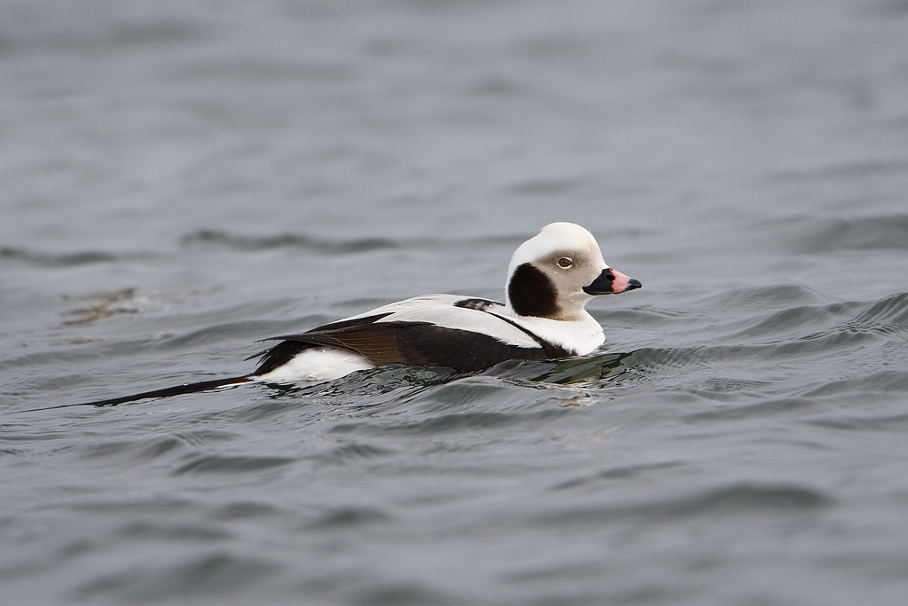 Long-tailed Duck (Clangula hyemalis)