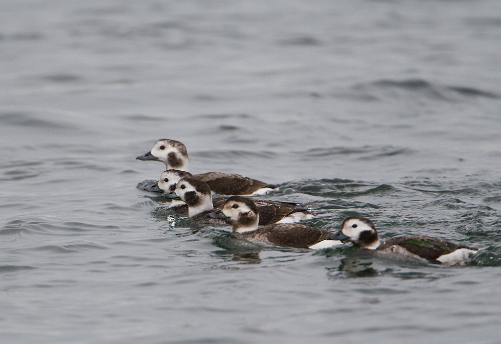 Long-tailed Duck (Clangula hyemalis)