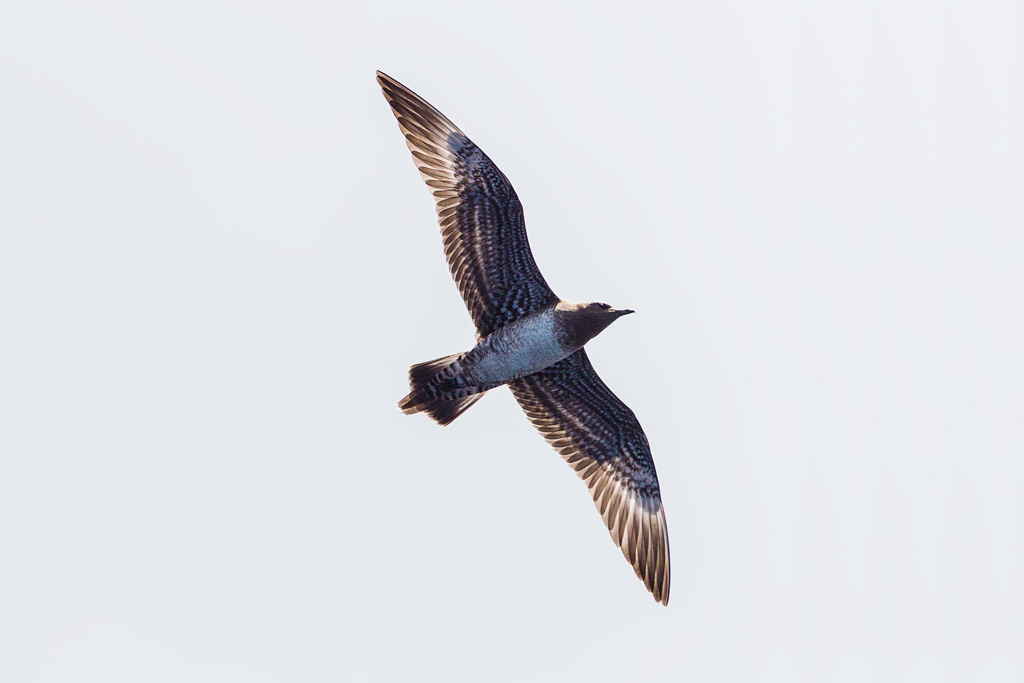 Long-tailed Jaeger (Stercorarius longicaudus)