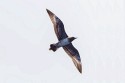 Long-tailed Jaeger (Stercorarius longicaudus)