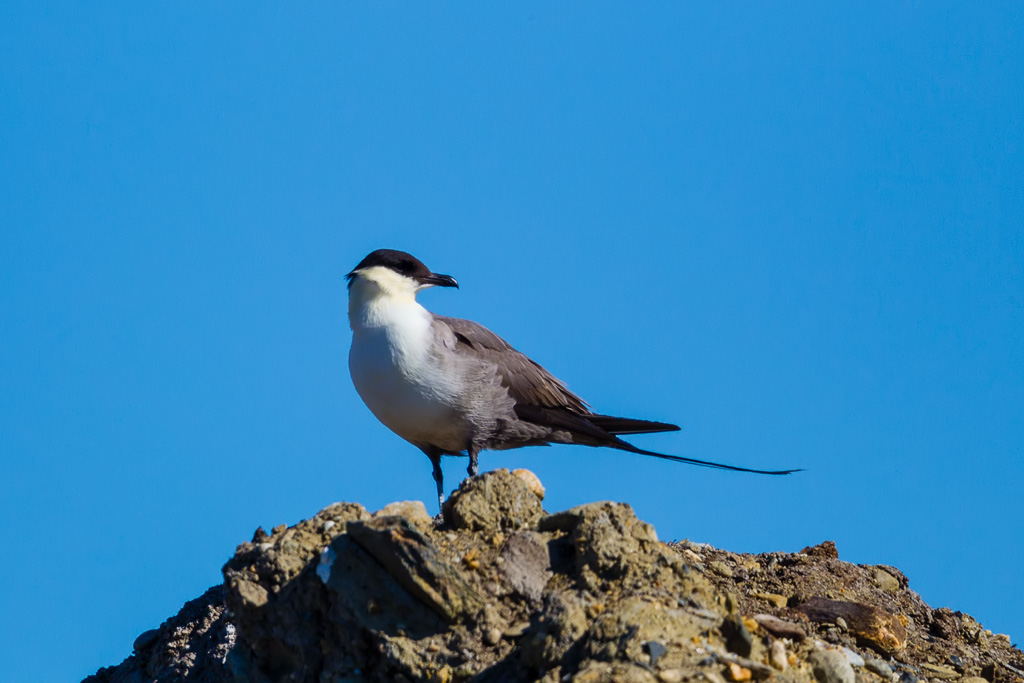 Long-tailed Jaeger (Stercorarius longicaudus)