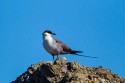 Long-tailed Jaeger (Stercorarius longicaudus)