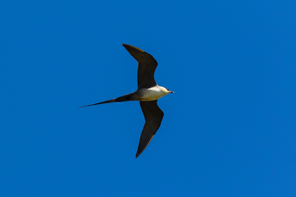 Long-tailed Jaeger (Stercorarius longicaudus)