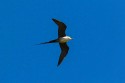 Long-tailed Jaeger (Stercorarius longicaudus)