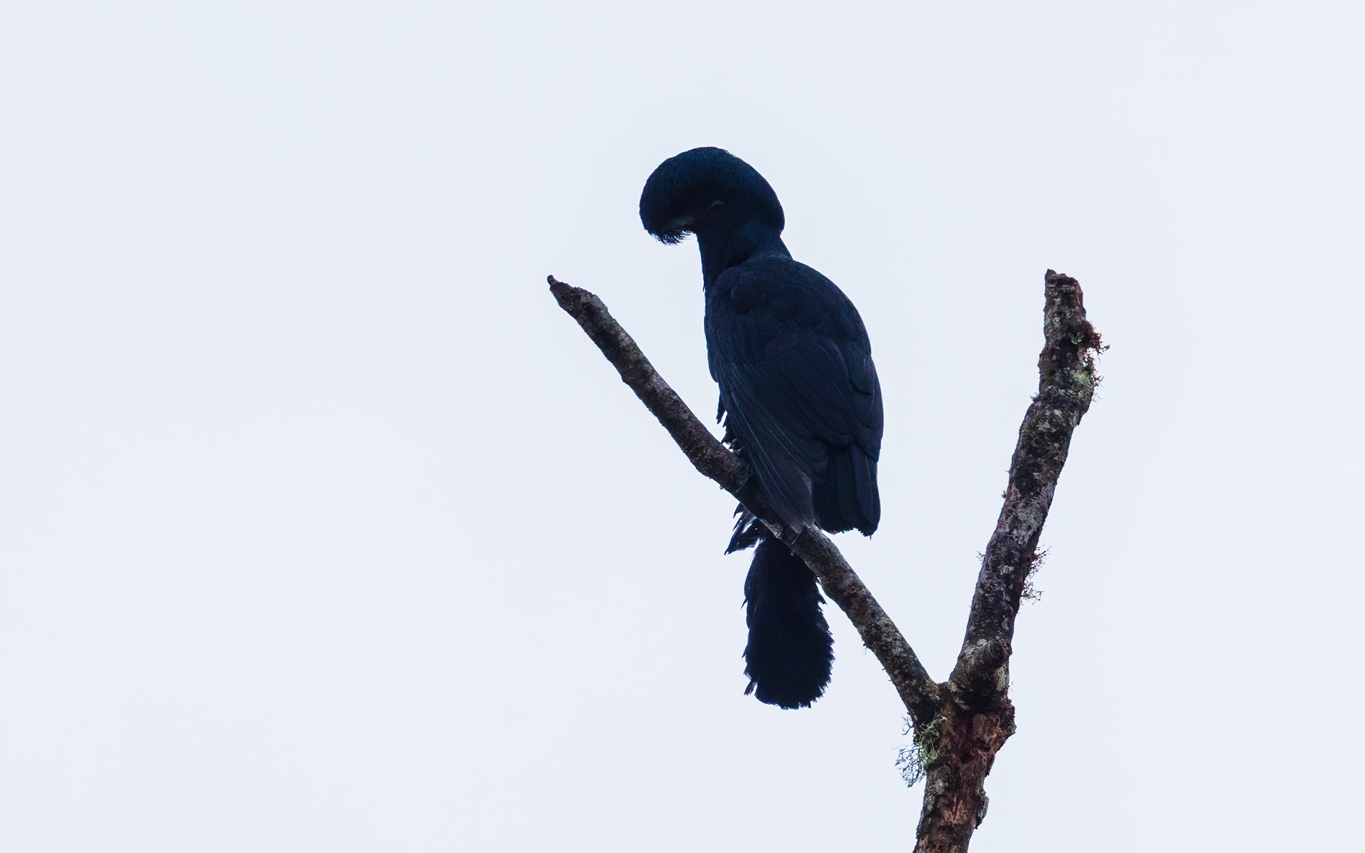 Long-wattled Umbrellabird (Cephalopterus penduliger)