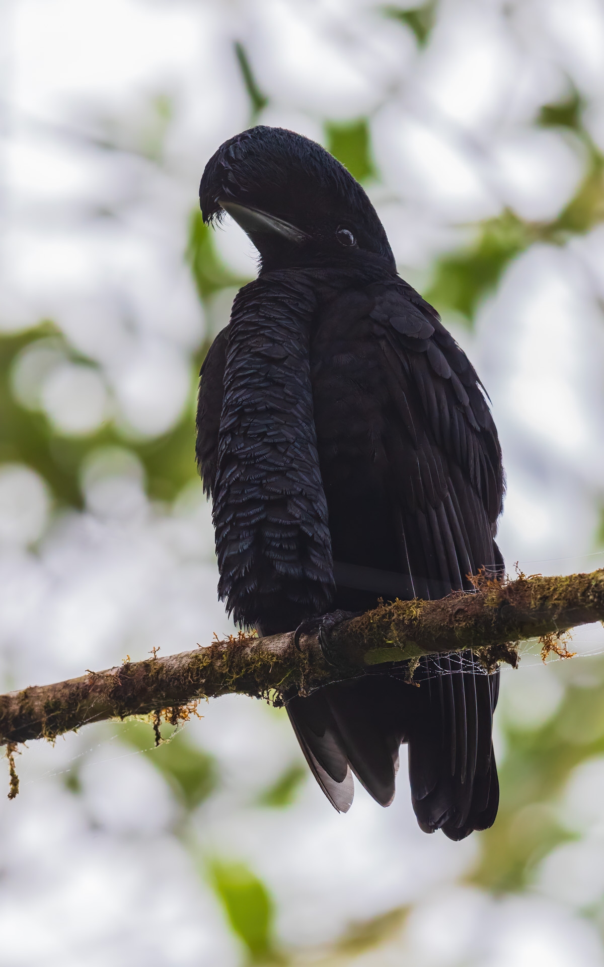 Long-wattled Umbrellabird (Cephalopterus penduliger)