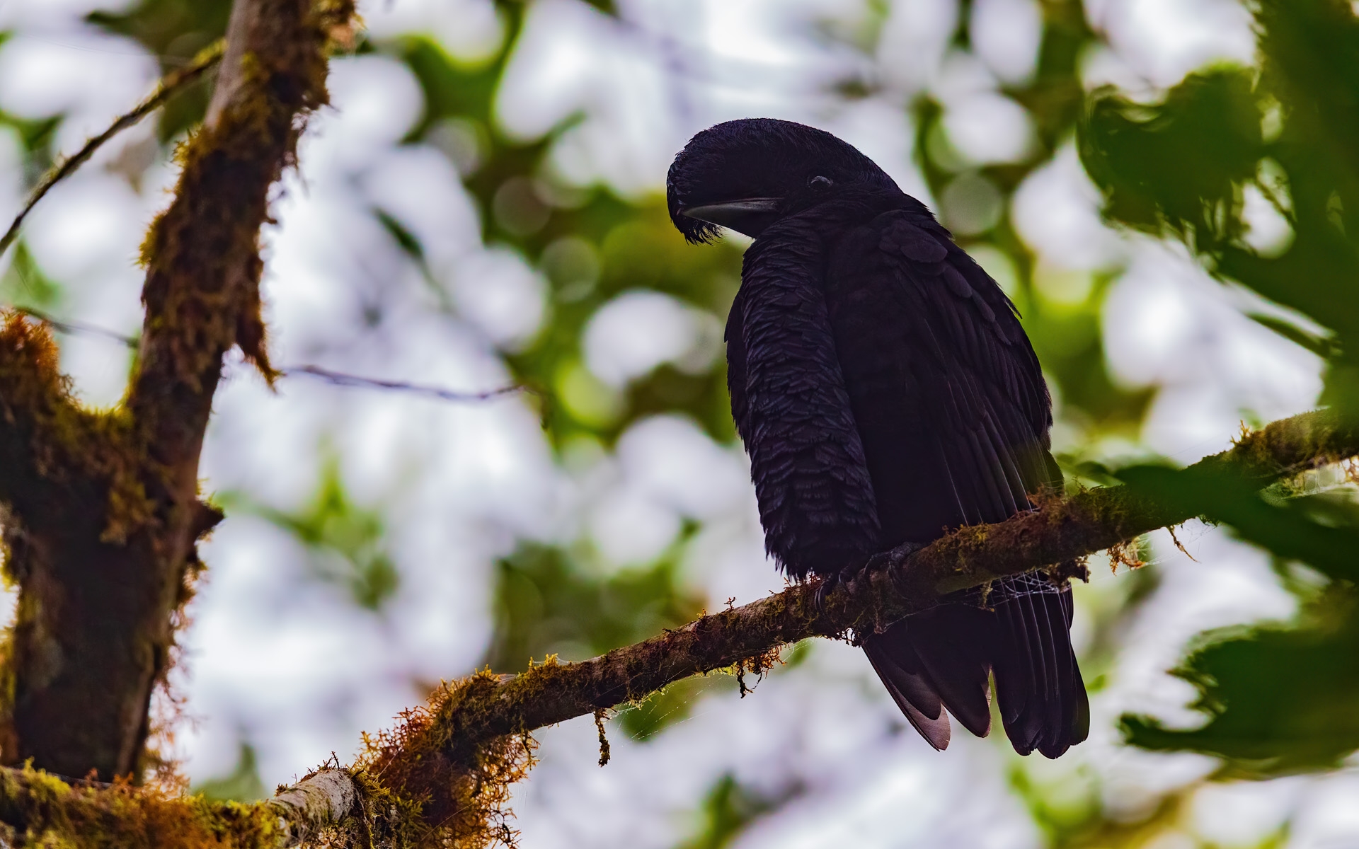 Long-wattled Umbrellabird (Cephalopterus penduliger)