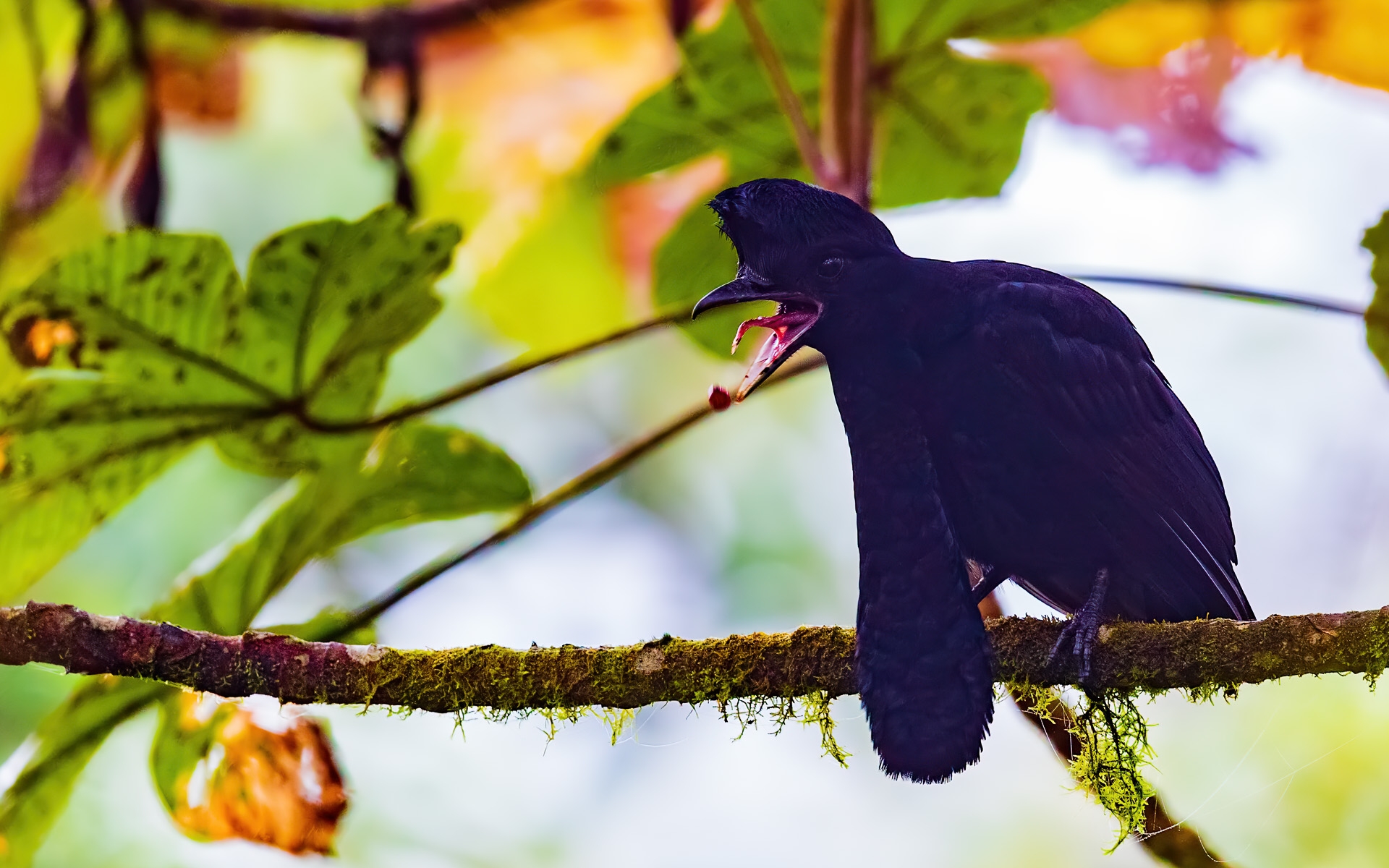 Long-wattled Umbrellabird (Cephalopterus penduliger)