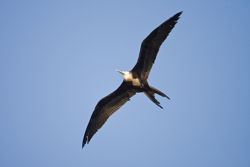 Magnificent Frigatebird (Fregata magnificens)