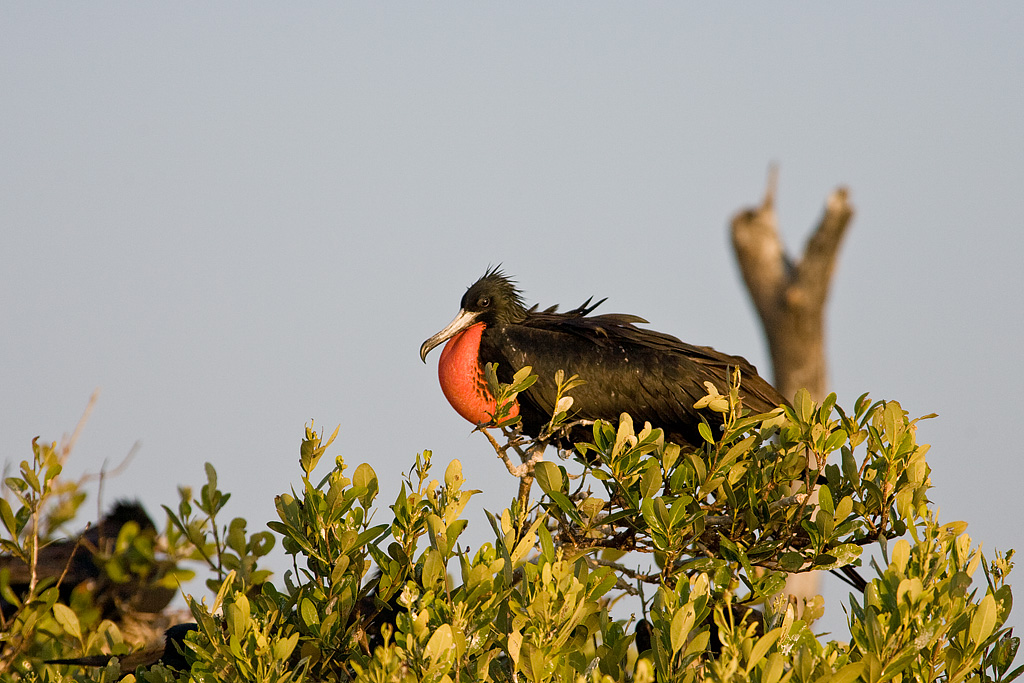 Magnificent Frigatebird (Fregata magnificens)