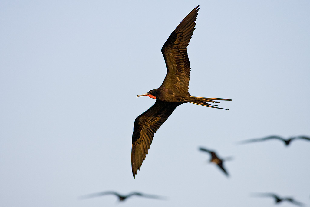 Magnificent Frigatebird (Fregata magnificens)