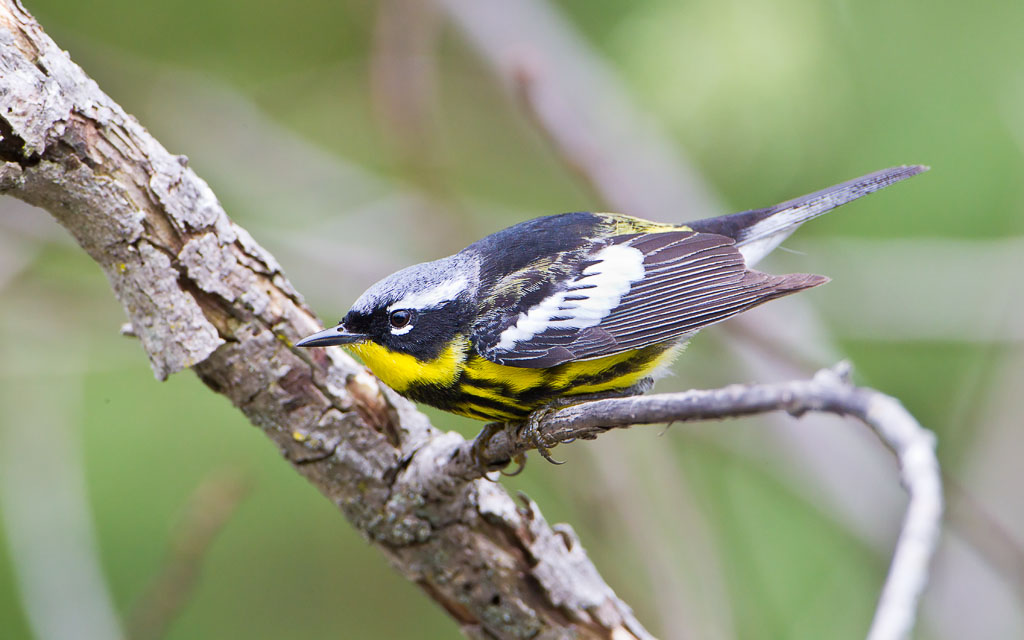 Magnolia Warbler (Dendroica magnolia)