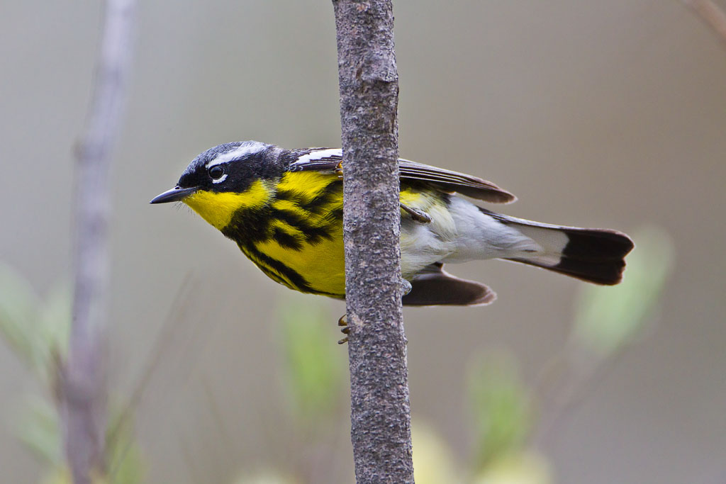 Magnolia Warbler (Dendroica magnolia)