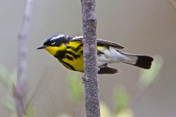 Magnolia Warbler (Dendroica magnolia)