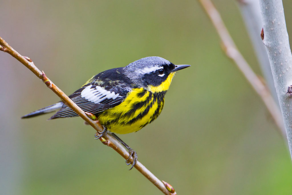 Magnolia Warbler (Dendroica magnolia)