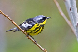 Magnolia Warbler (Dendroica magnolia)