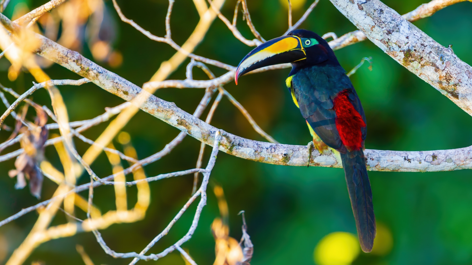 Many-banded Aracari (Pteroglossus pluricinctus)