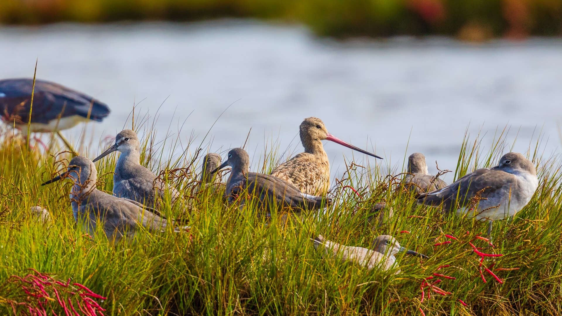 Marbled Godwit (Limosa fedoa)