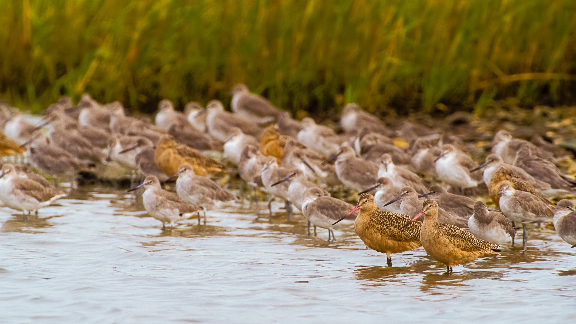 Marbled Godwit and Willet