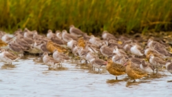 Marbled Godwit and Willet