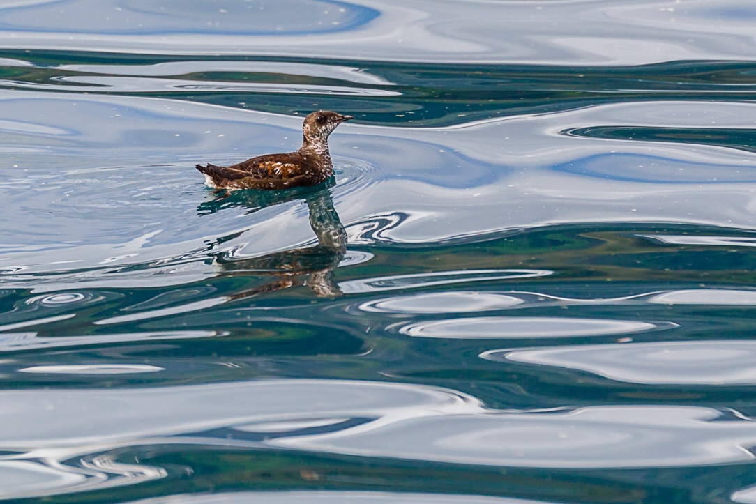 Marbled Murrelet (Brachyramphus marmoratus)