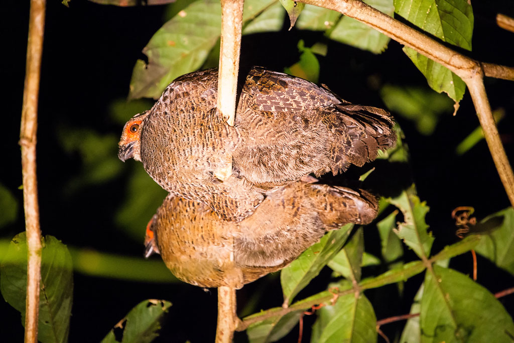 Marbled Wood-Quail (Odontophorus gujanensis)