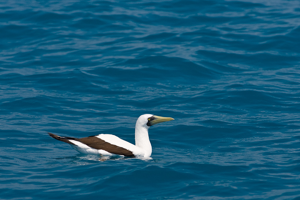 Masked Booby (Sula dactylatra)