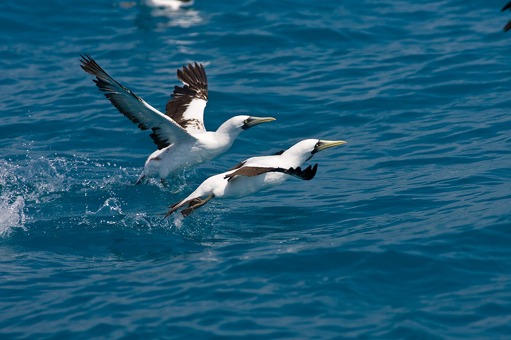 Masked Booby (Sula dactylatra)