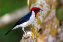 Masked Cardinal (Paroaria nigrogenis)