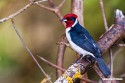 Masked Cardinal (Paroaria nigrogenis)