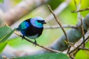 Masked Tanager (Tangara nigrocincta)