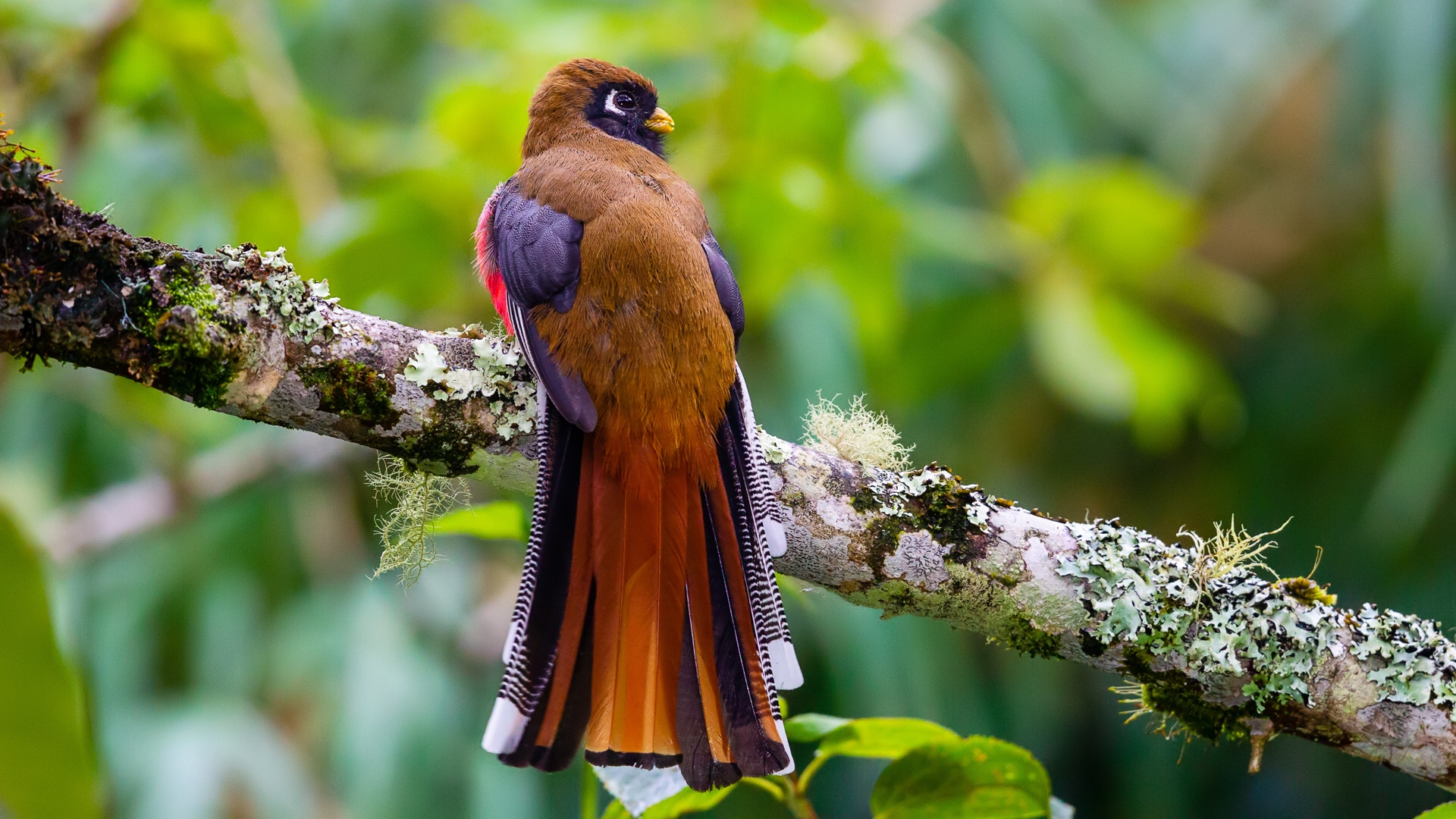 Masked Trogon (Trogon personatus)