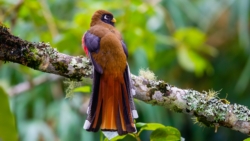 Masked Trogon (Trogon personatus)