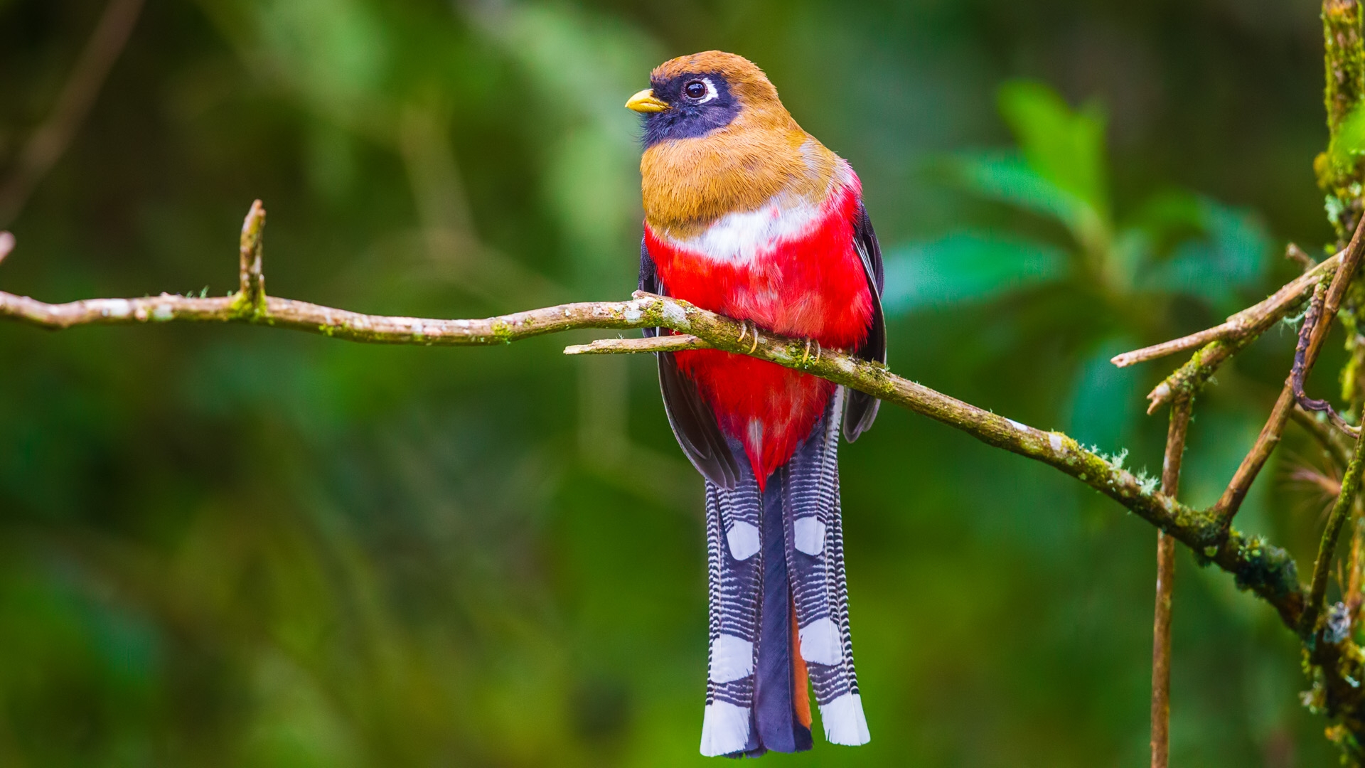 Masked Trogon (Trogon personatus)