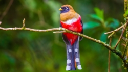 Masked Trogon (Trogon personatus)